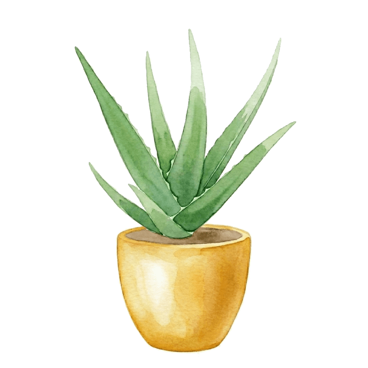 A watercolor illustration of a potted aloe plant.
